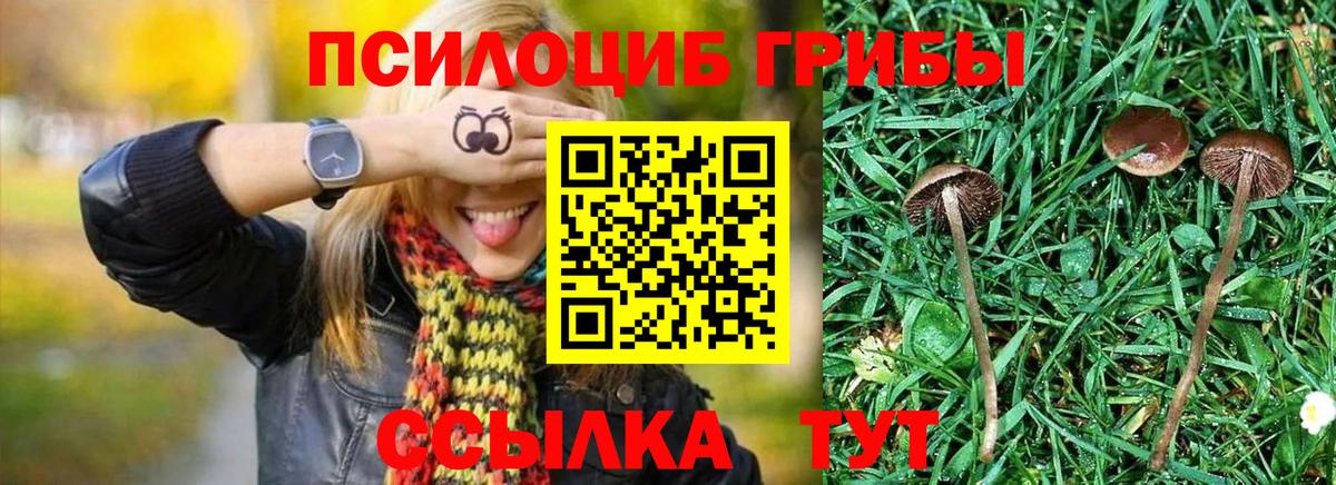 Псилоцибиновые грибы Psilocybe  Вход с VPN  Советская Гавань 